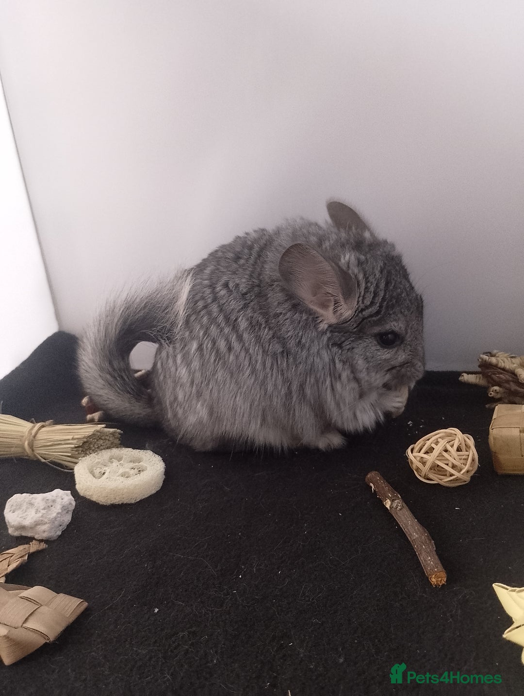 Chinchilla rodents for sale: Female RPA / RPAc baby Chinchillas - Advert 1