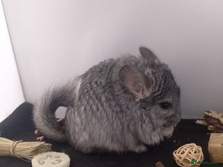 Chinchilla rodents Female RPA / RPAc baby Chinchillas - Advert 15