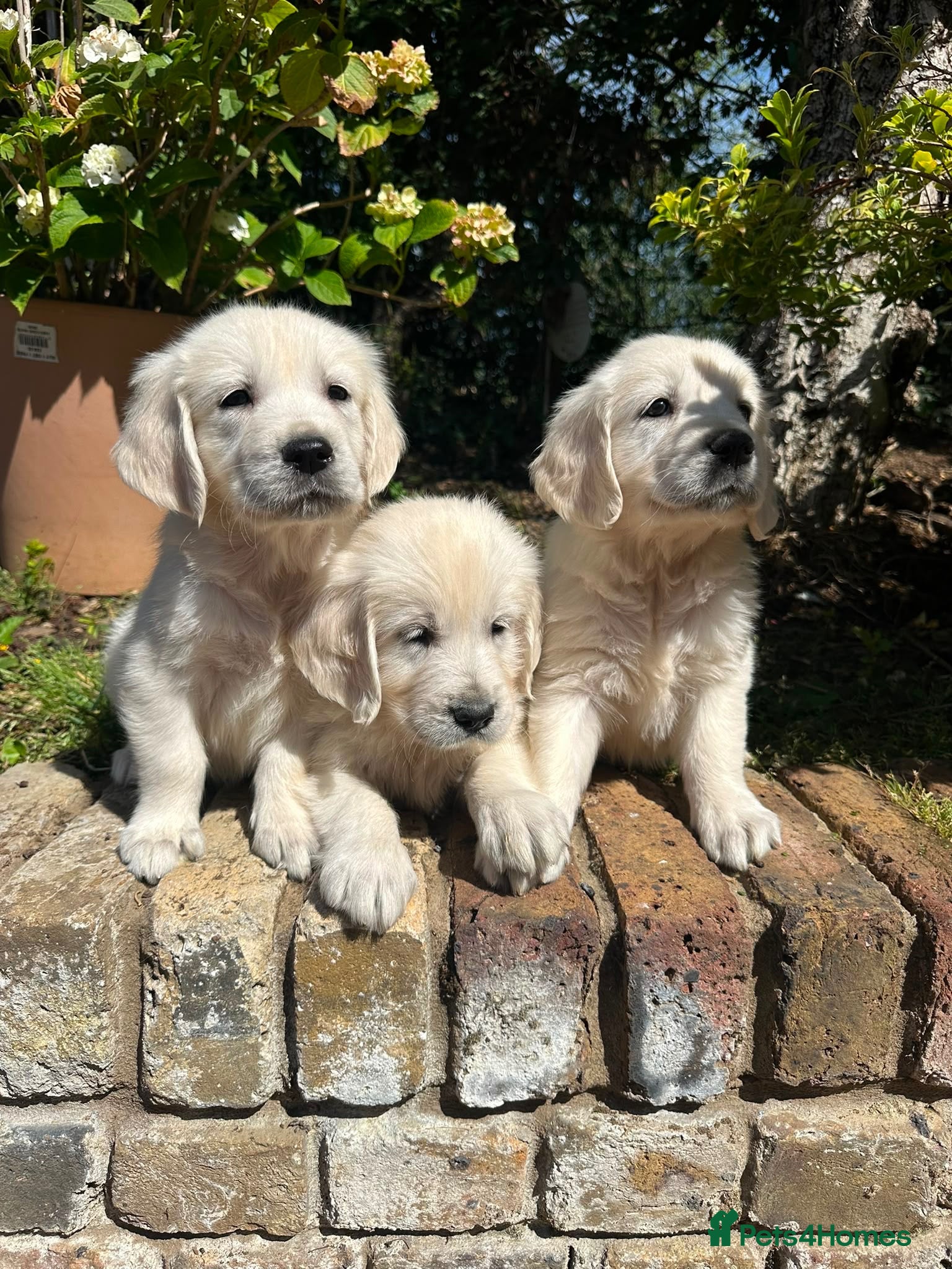 Golden Retriever dogs English cream golden retriever puppies - Advert 1