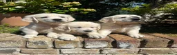 Golden Retriever dogs for sale: English cream golden retriever puppies in Rainham - Advert 1