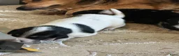 Mixed Breed dogs for sale: 6 beautiful small puppies for sale - Advert 8