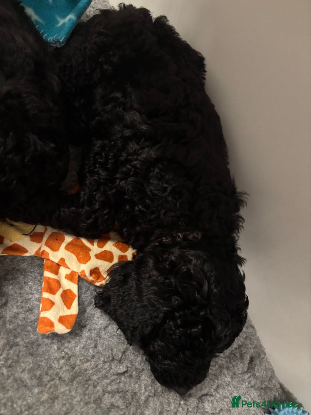 Miniature Poodle dogs for sale: 1m/1f Miniature poodles ready now  - Advert 5