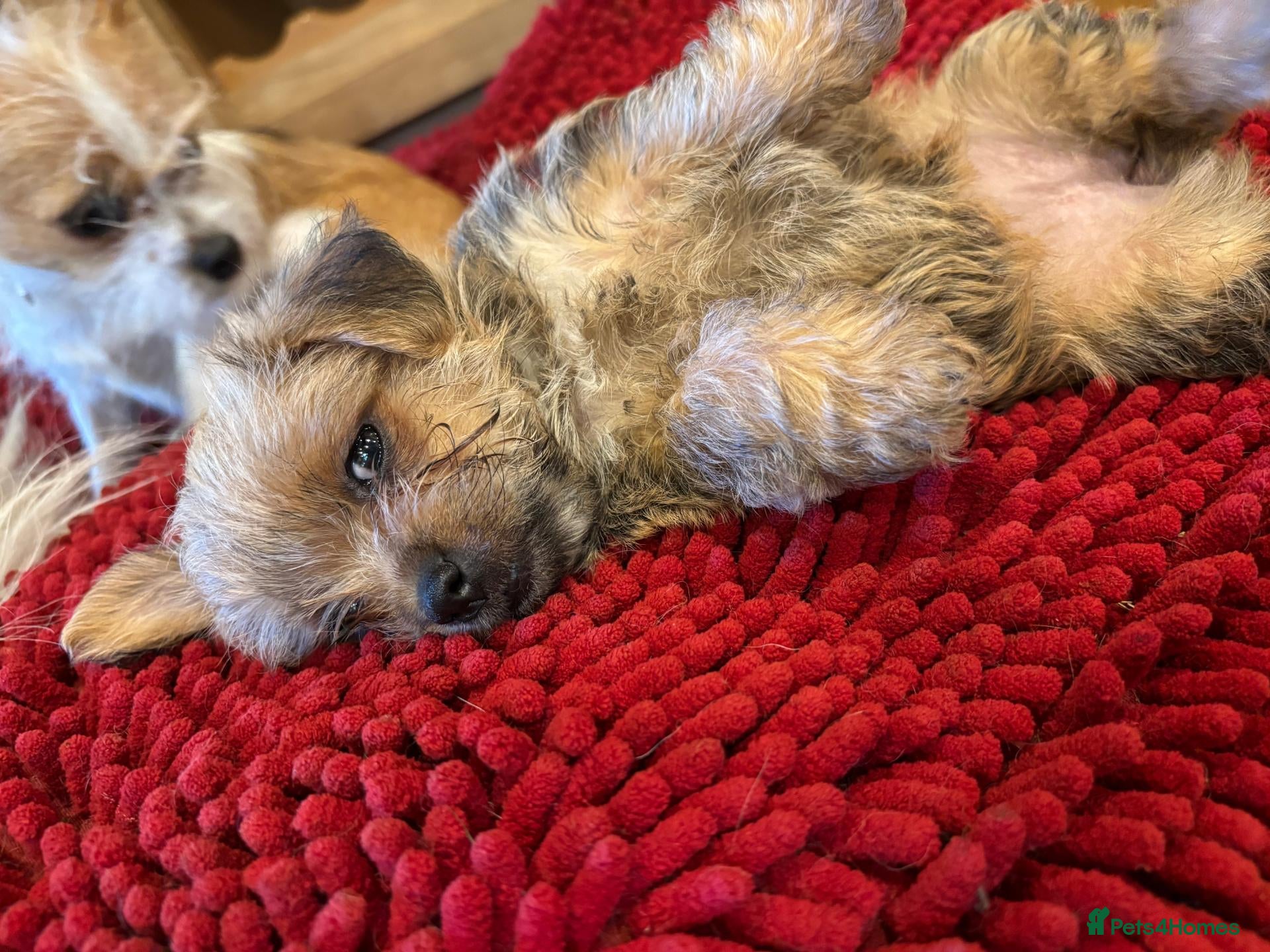 Mixed Breed dogs Adorable Shih Tzu/Jack Russell Puppies - Advert 2