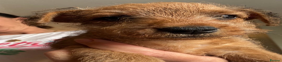 Mixed Breed Puppy 3