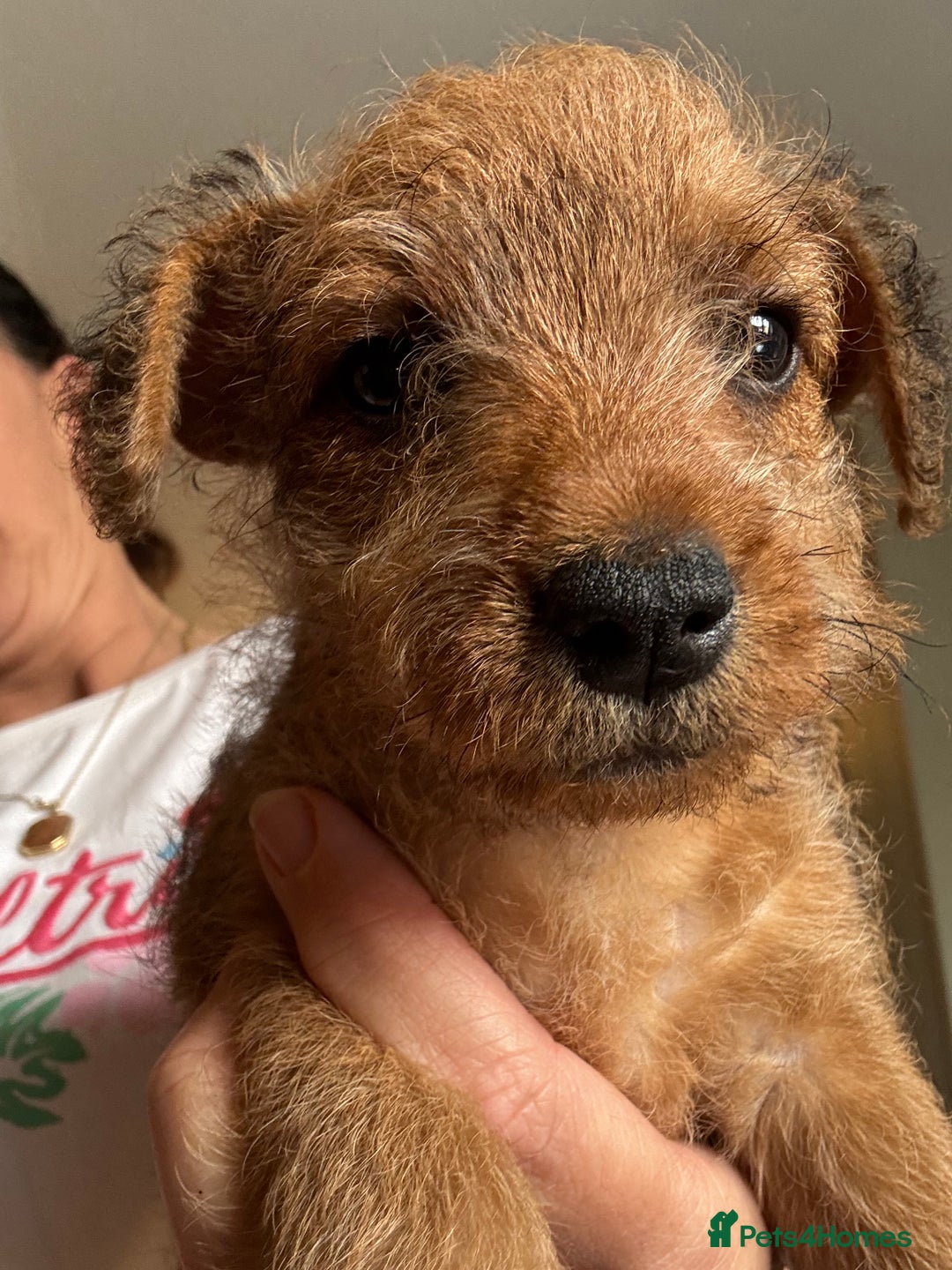 Mixed Breed dogs for sale: X3 Terrier Boys ready now - Image 3