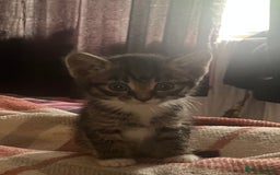 Mixed Breed cats for sale: Tabby kittens - Image 4