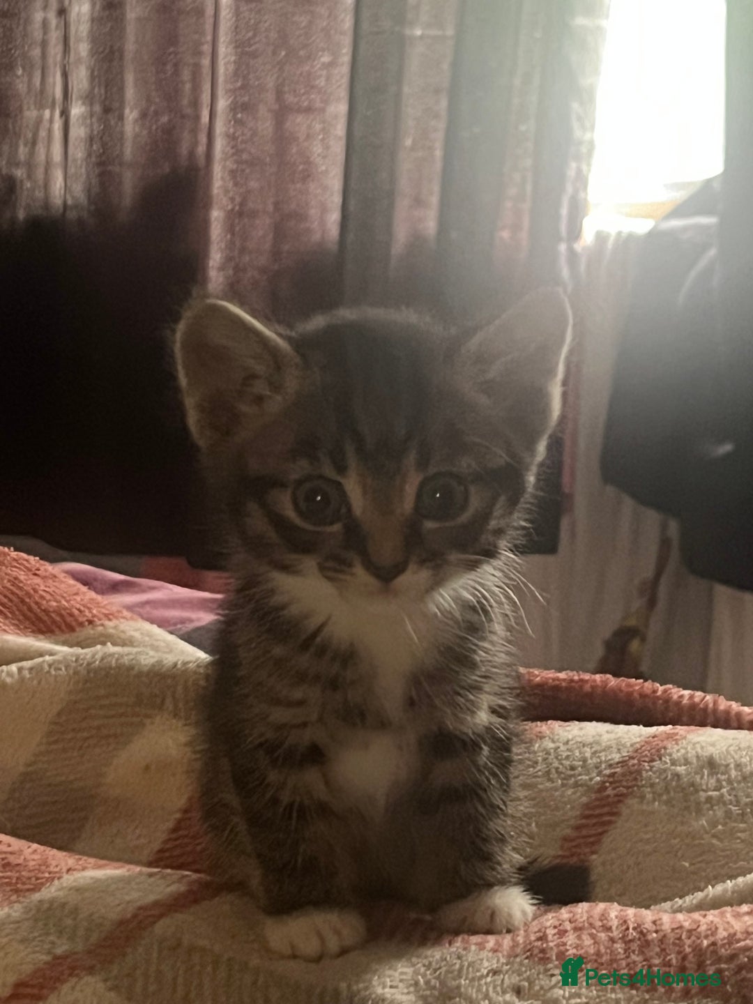 Mixed Breed cats for sale: Tabby kittens - Image 4