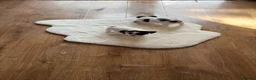Jack Russell dogs for sale: Jack Russell puppies  - Advert 8