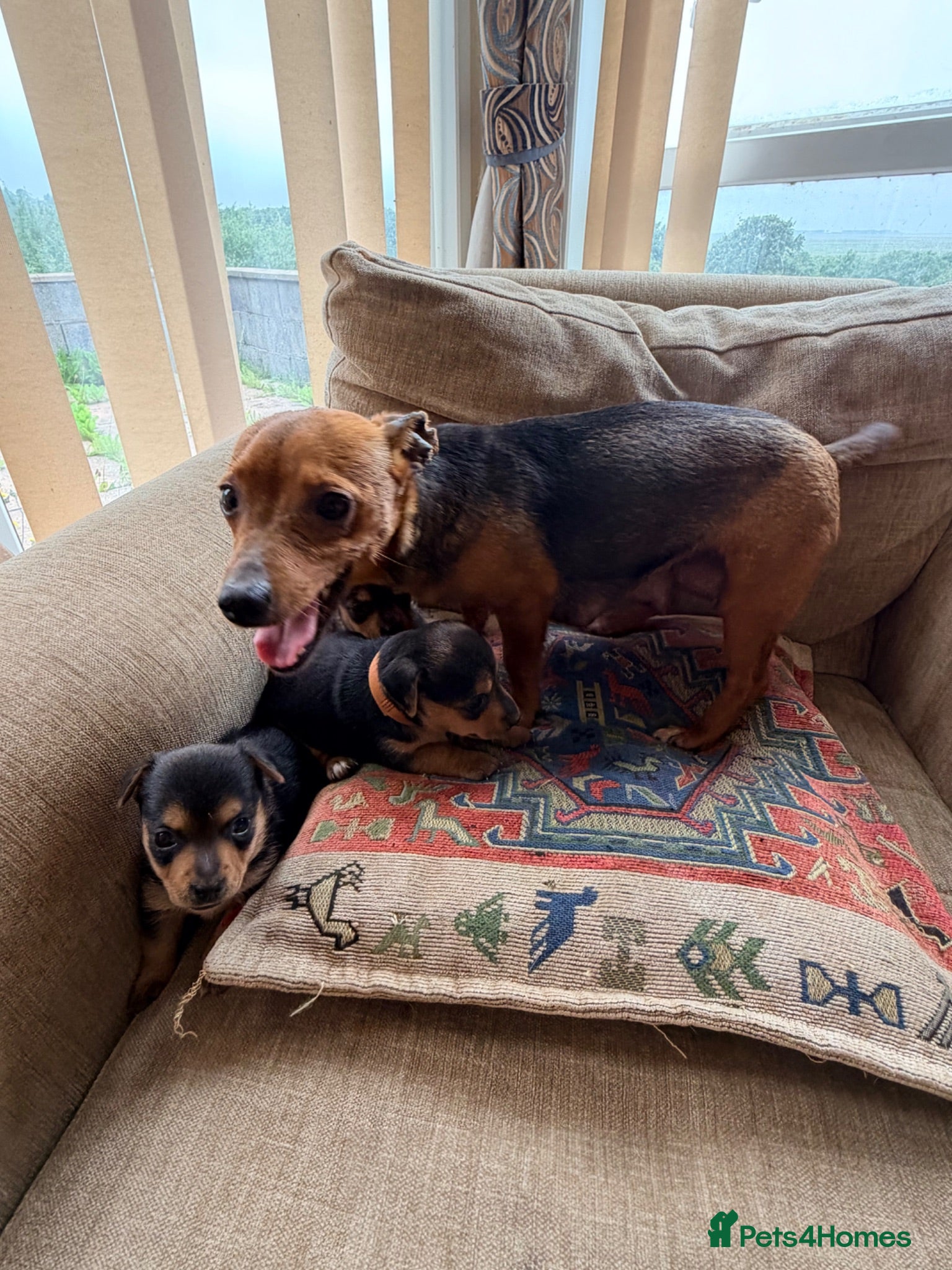 Jack Russell dogs Stunning Jack Russell pups  - Advert 1