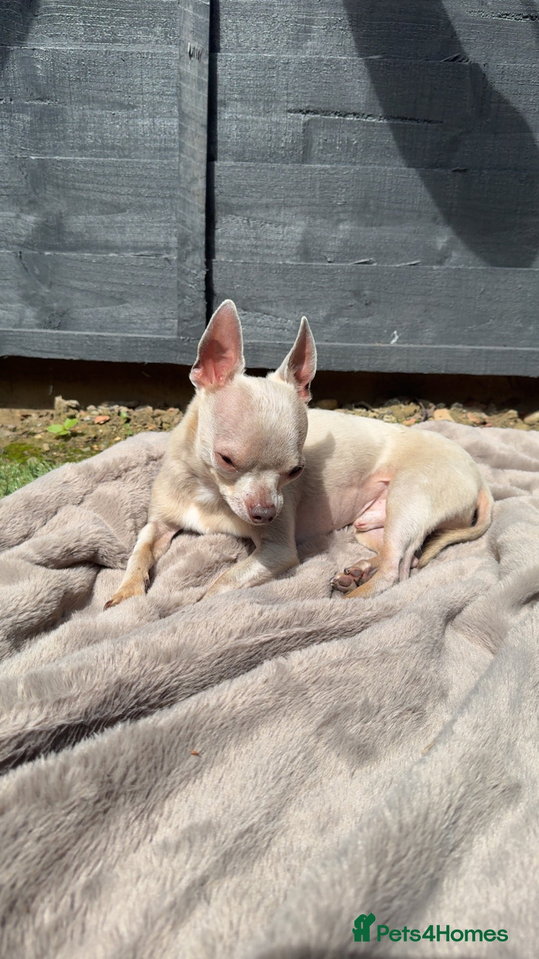 Chihuahua dogs for sale: Lilac  **  chihuahuas  - Advert 3