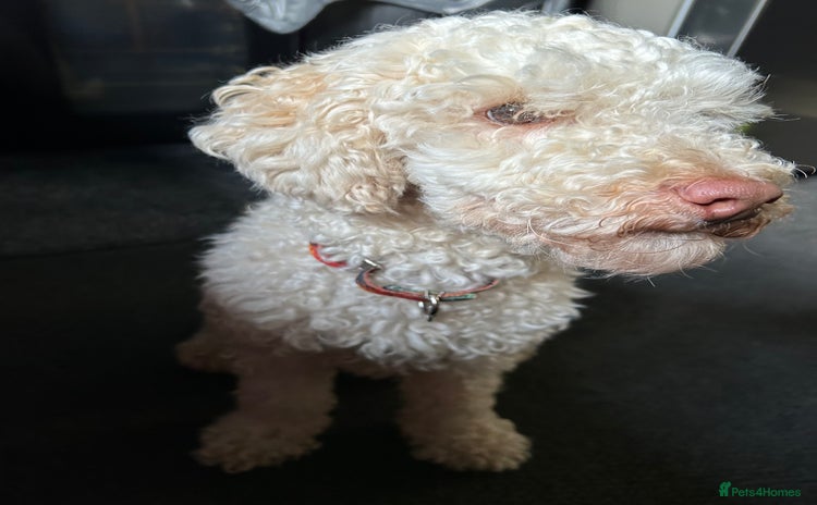 Toy Poodle dogs - Advert 1