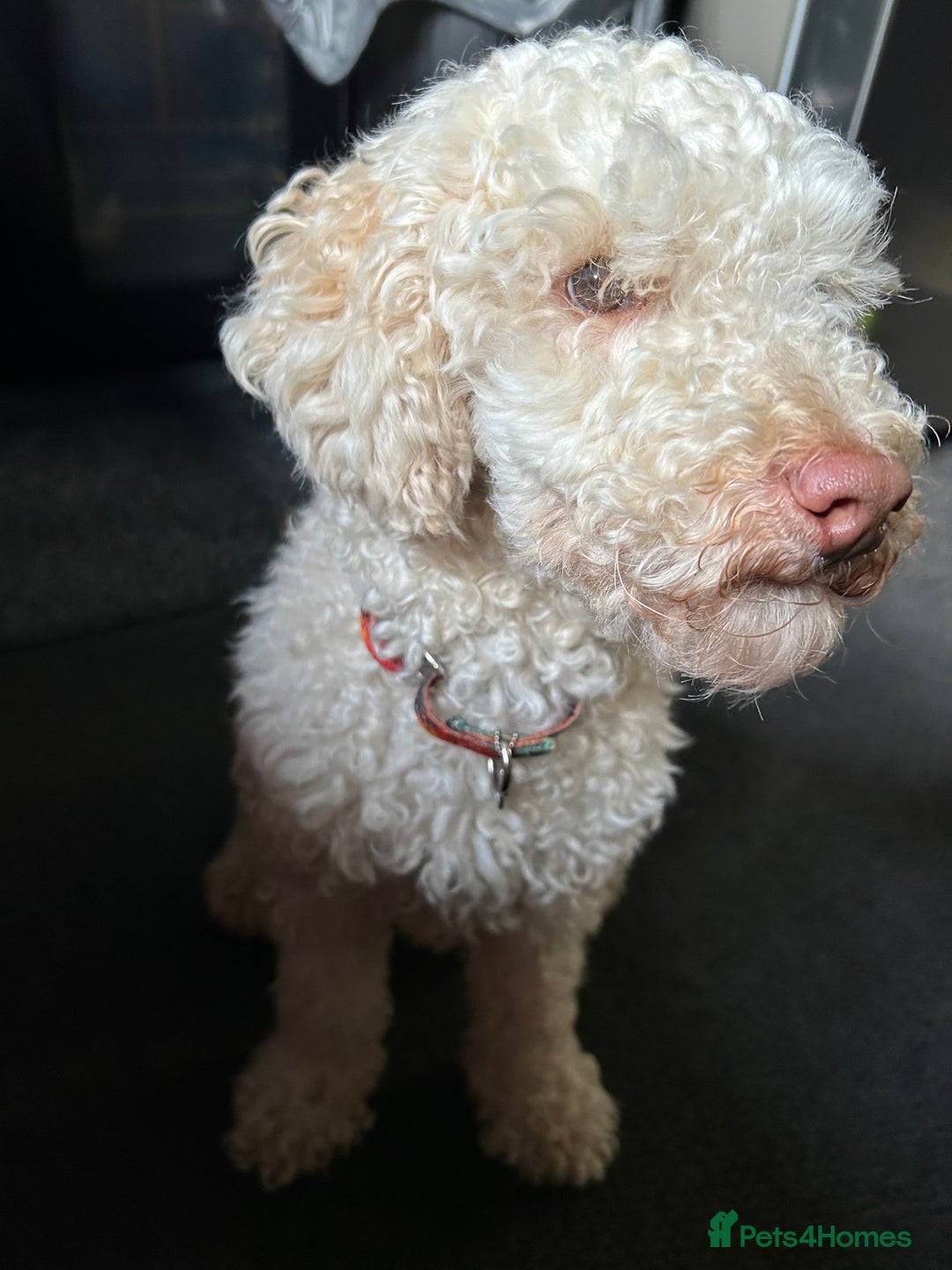 Toy Poodle dogs for sale: Bouncy Boy Toy Poodle - 2 Year Old - Image 1
