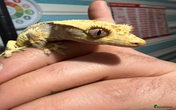 Gecko reptiles for sale: Lilywhite Crested Geckos  - Image 11