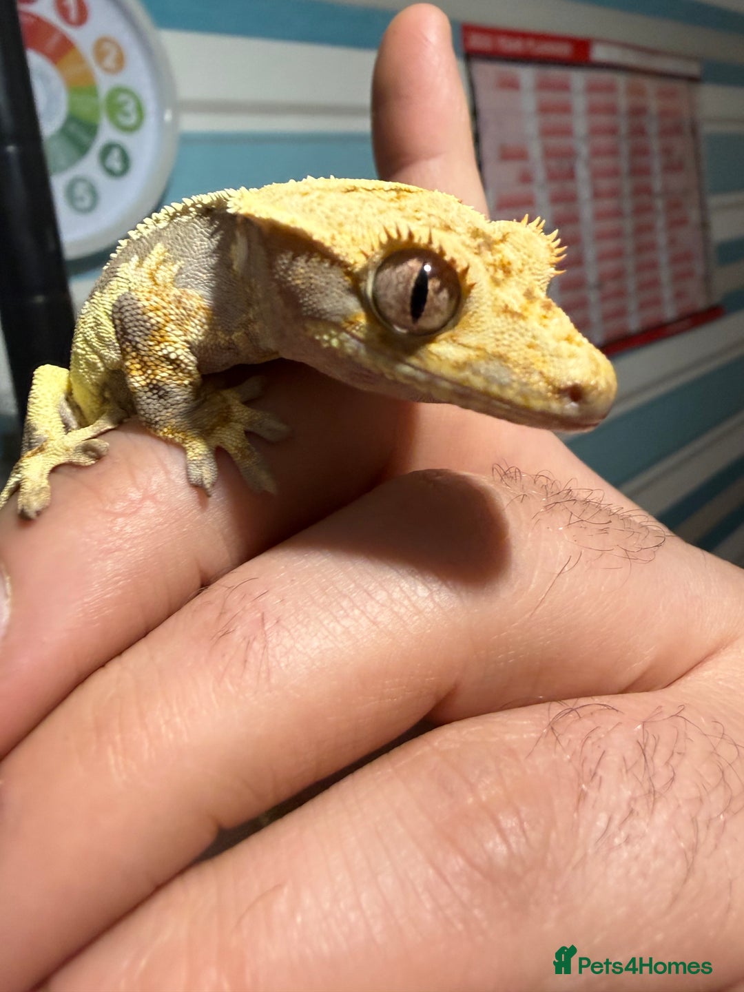 Gecko reptiles for sale: Lilywhite Crested Geckos  - Image 11