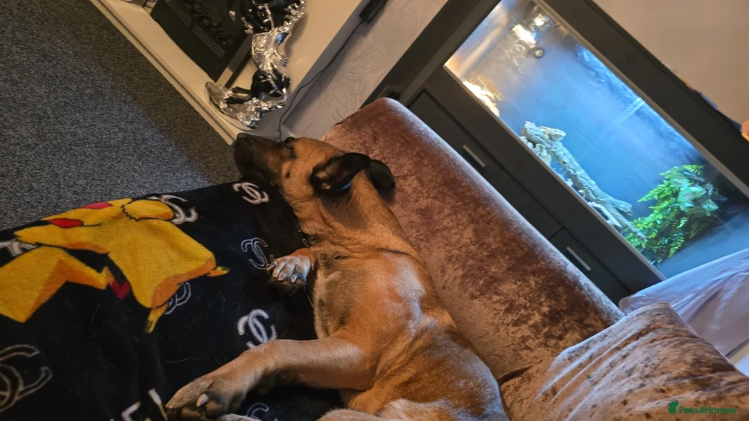 Mixed Breed dogs for sale: Cute friendly dog - Advert 3