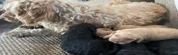 Cavapoo dogs for sale: F1 b cavapoo health tested  - Advert 15