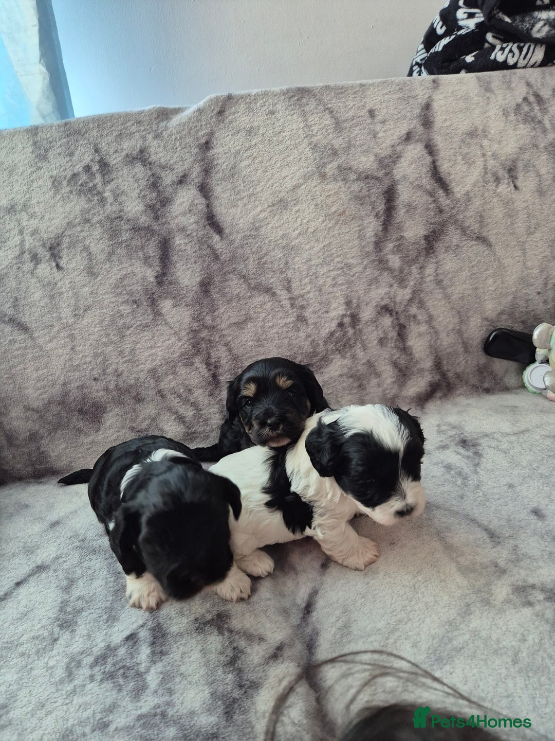 Bichon Frise dogs for sale: Bichon frise  - Image 2