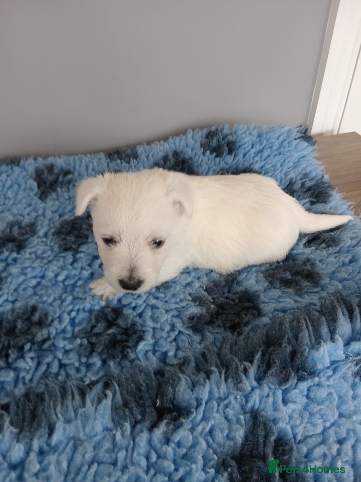 West Highland Terrier dogs West Highland Terrier (westie) puppies - Advert 2