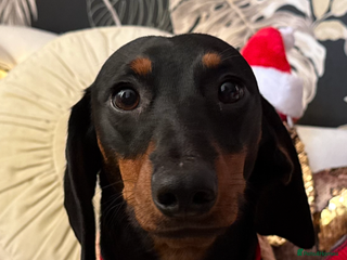 Dachshund dogs Male Dachshund - Advert 3