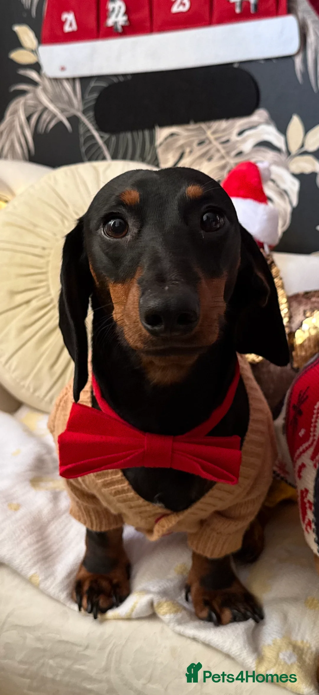 Dachshund dogs for sale: Male Dachshund- Reggie - Advert 1