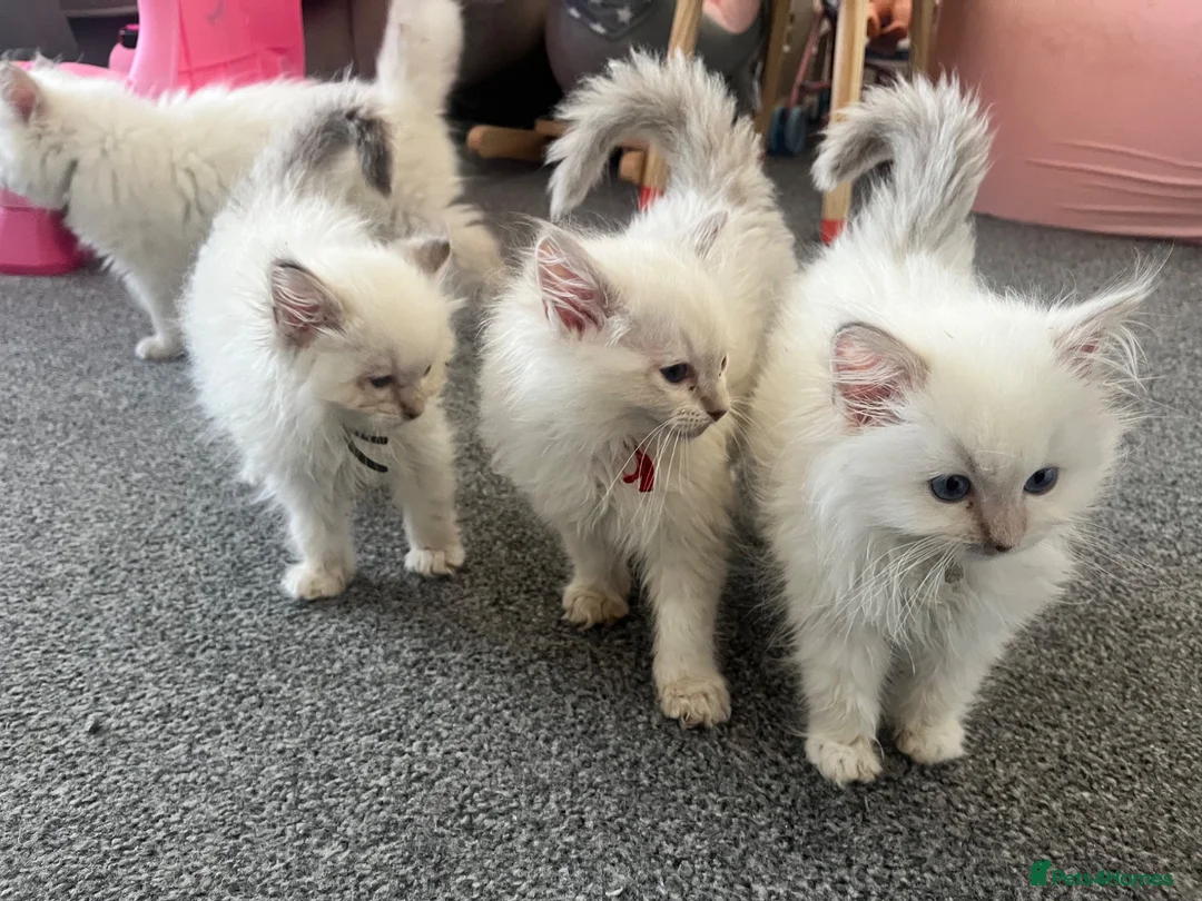 Ragdoll cats for sale: 3 beautiful girl ragdolls ready for their new home - Advert 8