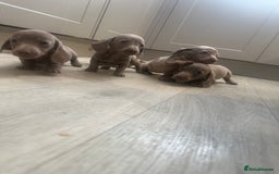 Miniature Dachshund dogs for sale: Miniature dachshunds  - Image 6