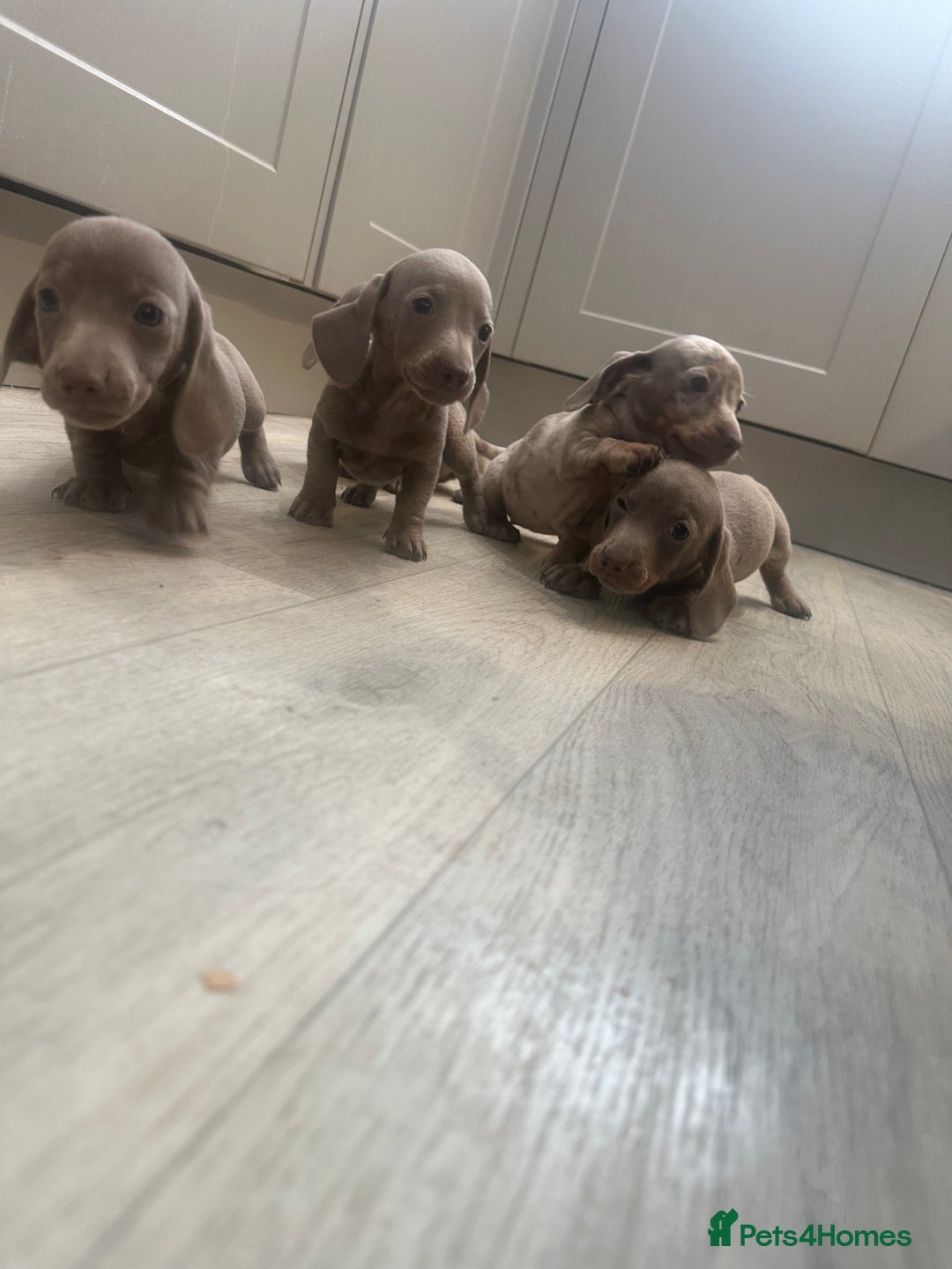 Miniature Dachshund dogs for sale: Miniature dachshunds  - Image 6