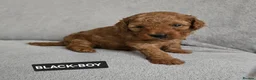Toy Poodle dogs for sale: STUNNING RED KC TOY POODLE 🤩🐶 - Advert 9