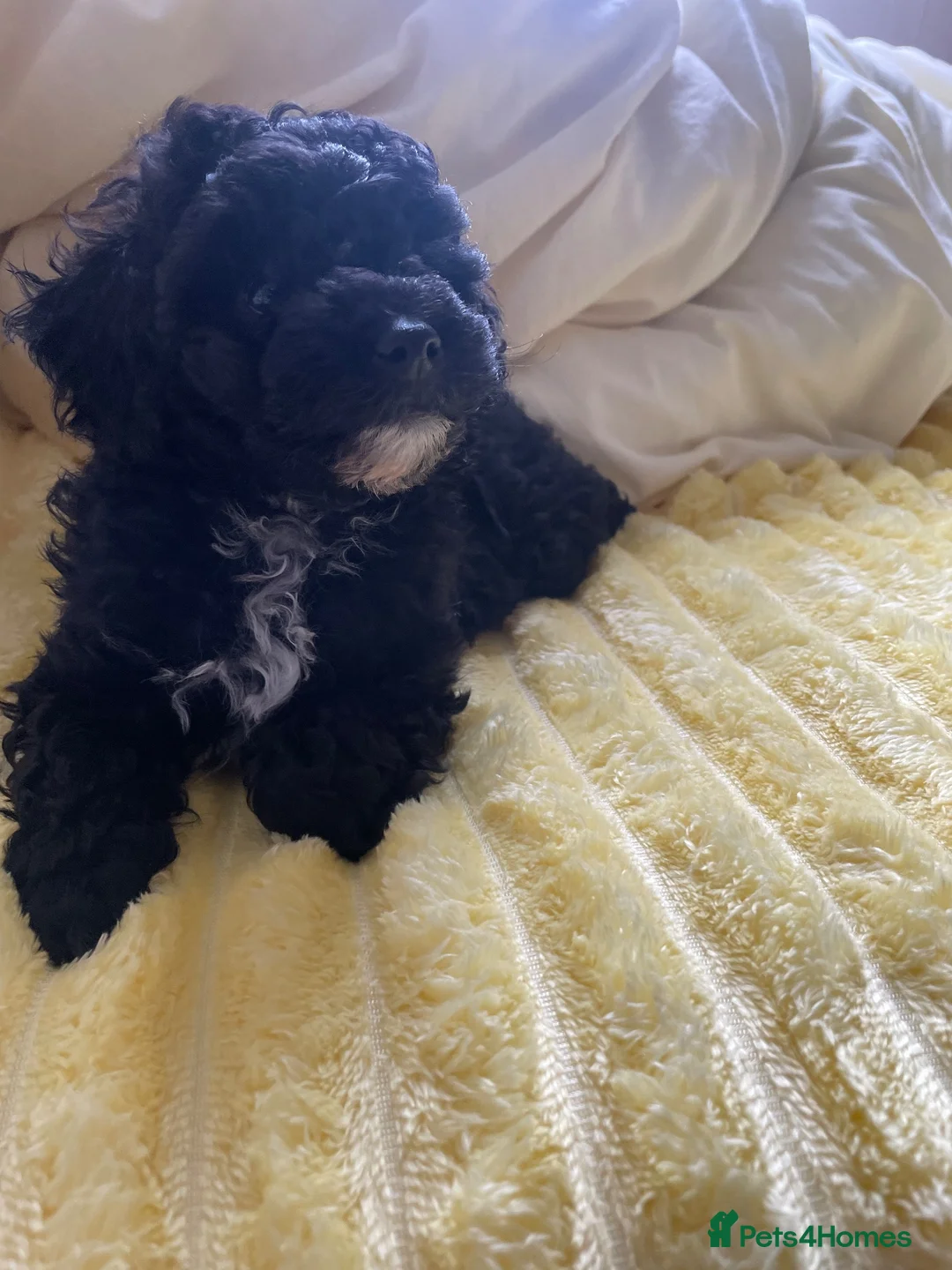 Poodle dogs for sale: Toy poodle - Advert 2