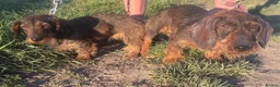 Miniature Dachshund dogs for sale: Wired haired Dachshund  - Advert 2