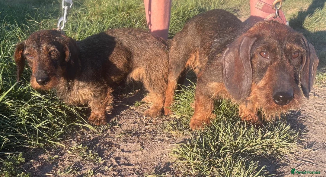 Miniature Dachshund dogs for sale: Wired haired Dachshund  - Advert 2