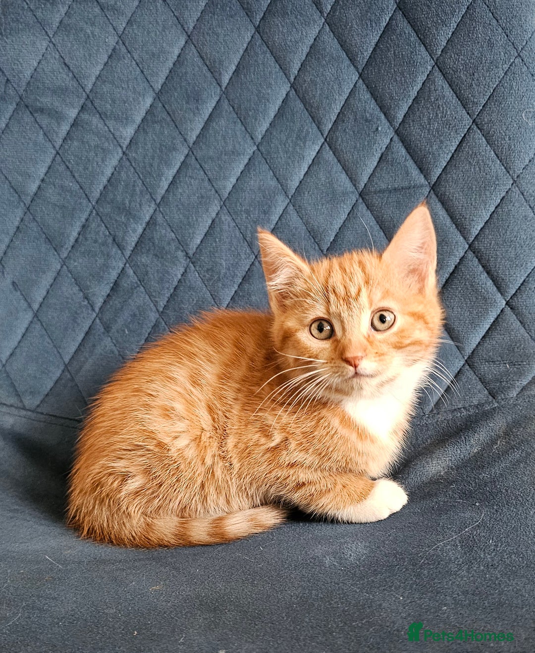 Mixed Breed cats for sale: Boy kitten - Advert 3