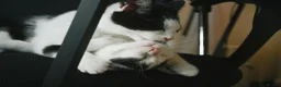 British Longhair cats for sale: We are a bonded pair looking for our forever home! - Advert 7