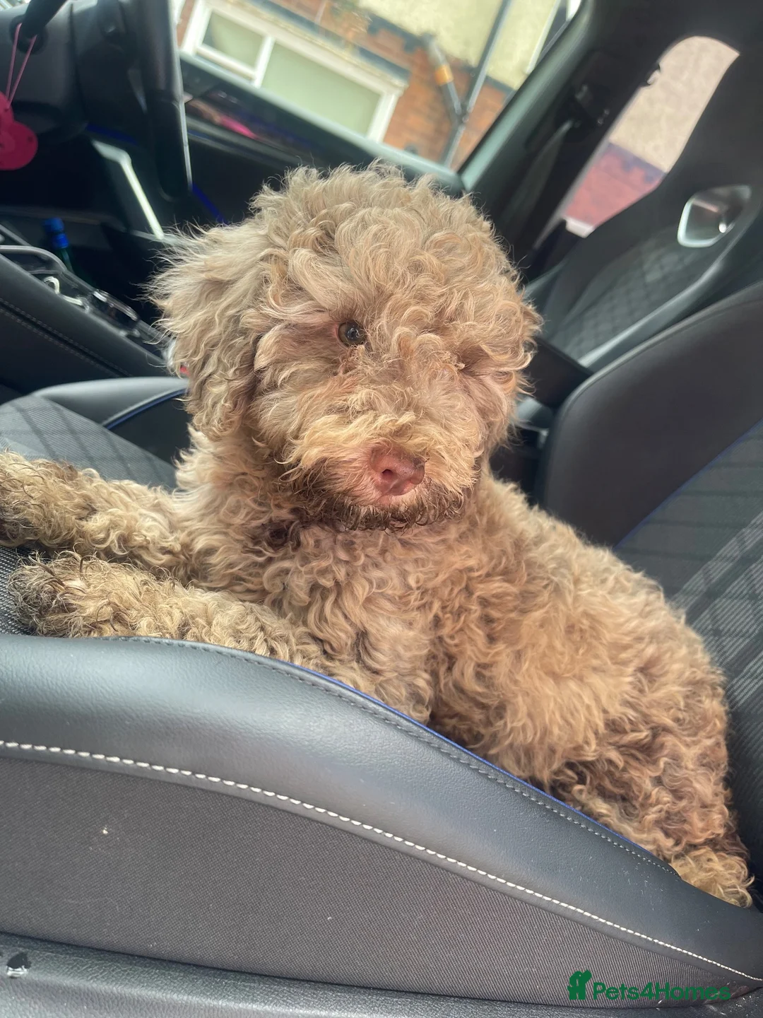 Cavapoo dogs for sale: Chocolate merle boy in Bolton - Advert 4