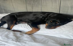 Rottweiler dogs for sale: Rottweiler Puppies – 3 Beautiful Girls Ready now! - Image 9