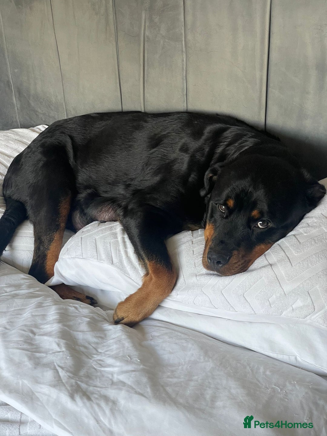 Rottweiler dogs for sale: Rottweiler Puppies – 3 Beautiful Girls Ready now! - Image 9