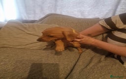 Dachshund dogs for sale: Adorable Dachshund Puppies for Sale - Image 8