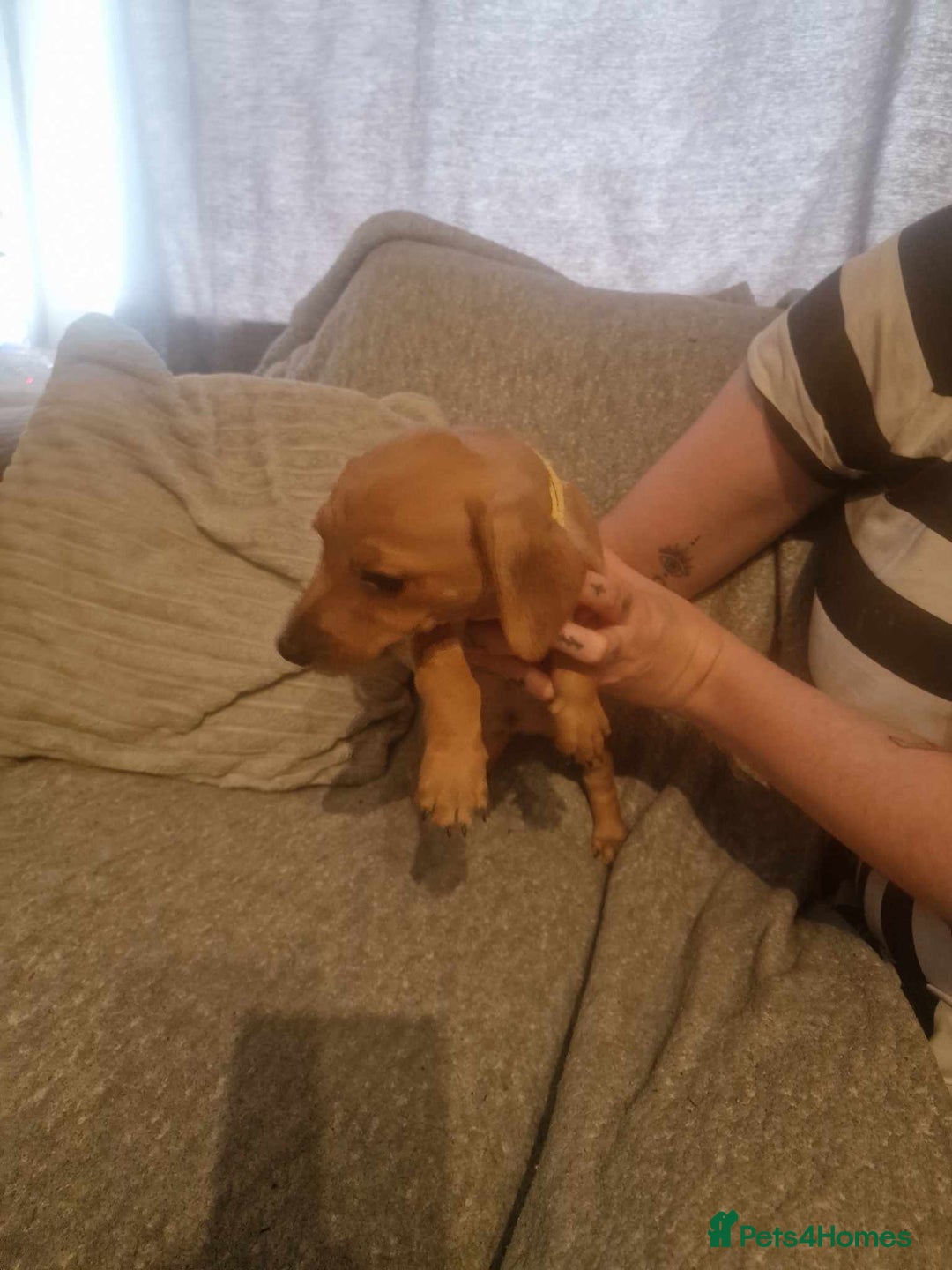 Dachshund dogs for sale: Adorable Dachshund Puppies for Sale - Image 8