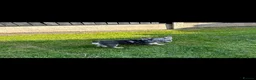 French Bulldog dogs for sale: Dwkc French bulldog Merle puppies  in Derby - Advert 9