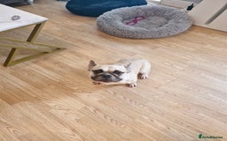 French Bulldog dogs for sale: Frenchie needs good home - not around children - Image 2