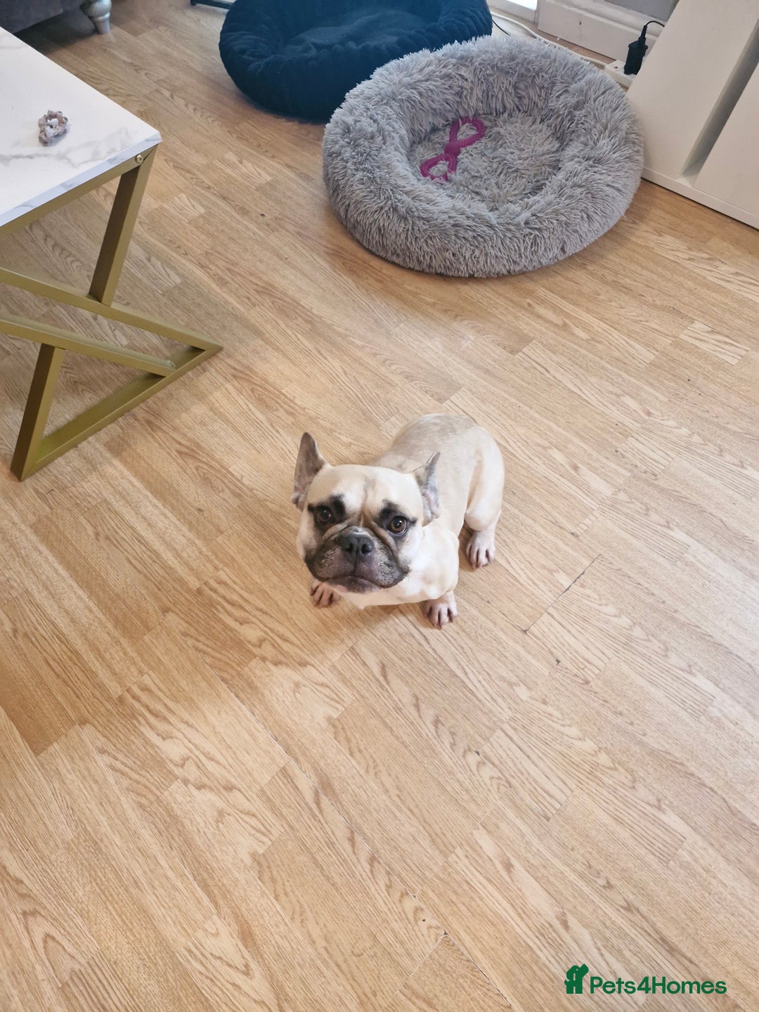 French Bulldog dogs for sale: Frenchie needs good home - not around children - Image 2