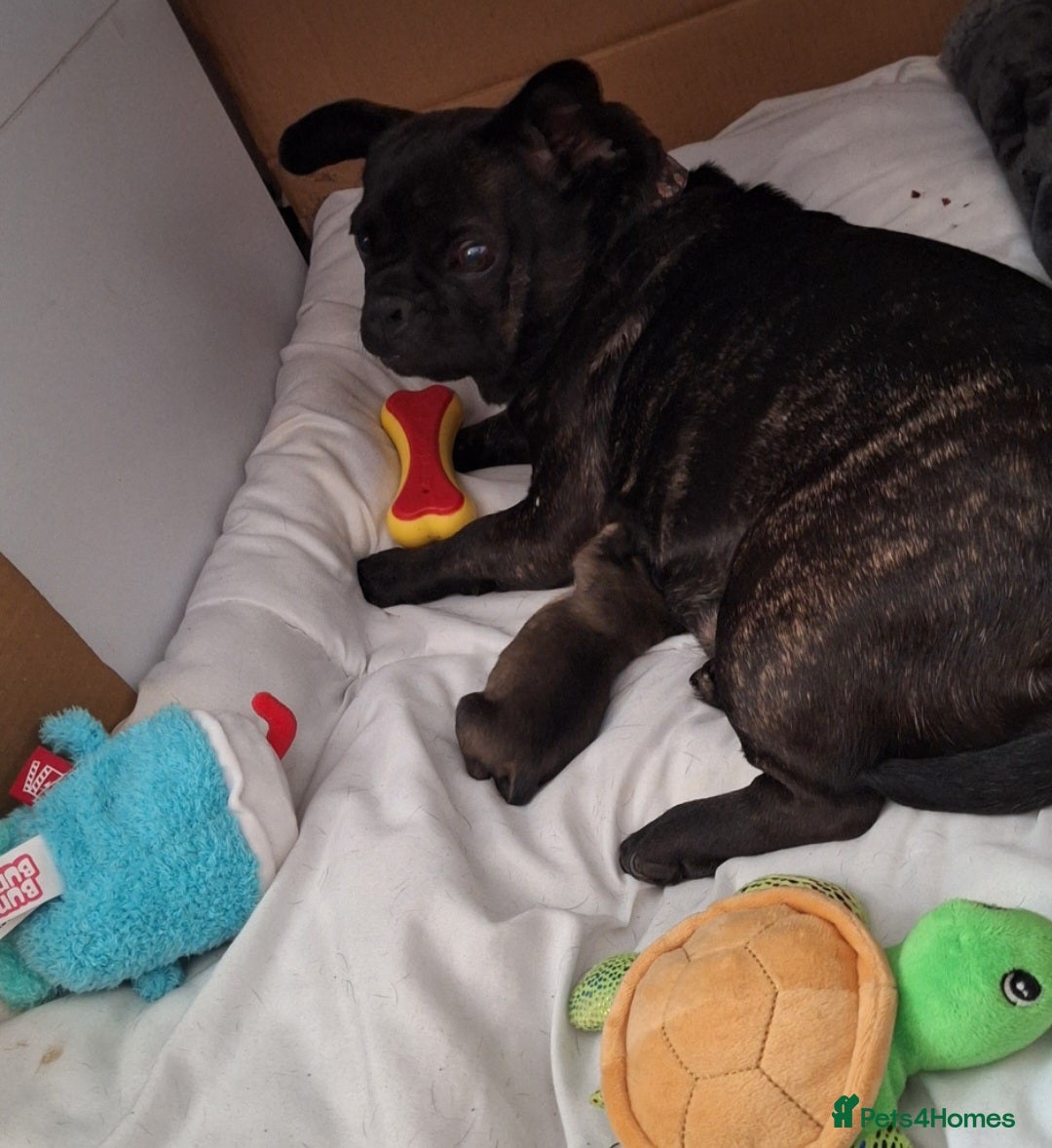 Mixed Breed dogs for sale: Special boy looking for a special home - Image 1