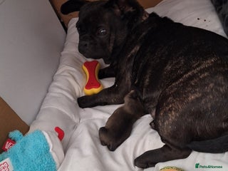 Mixed Breed dogs - Advert 3