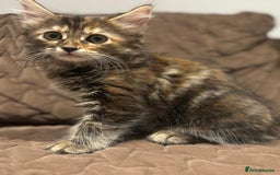 British Longhair cats for sale: Longhair for sale - Image 5