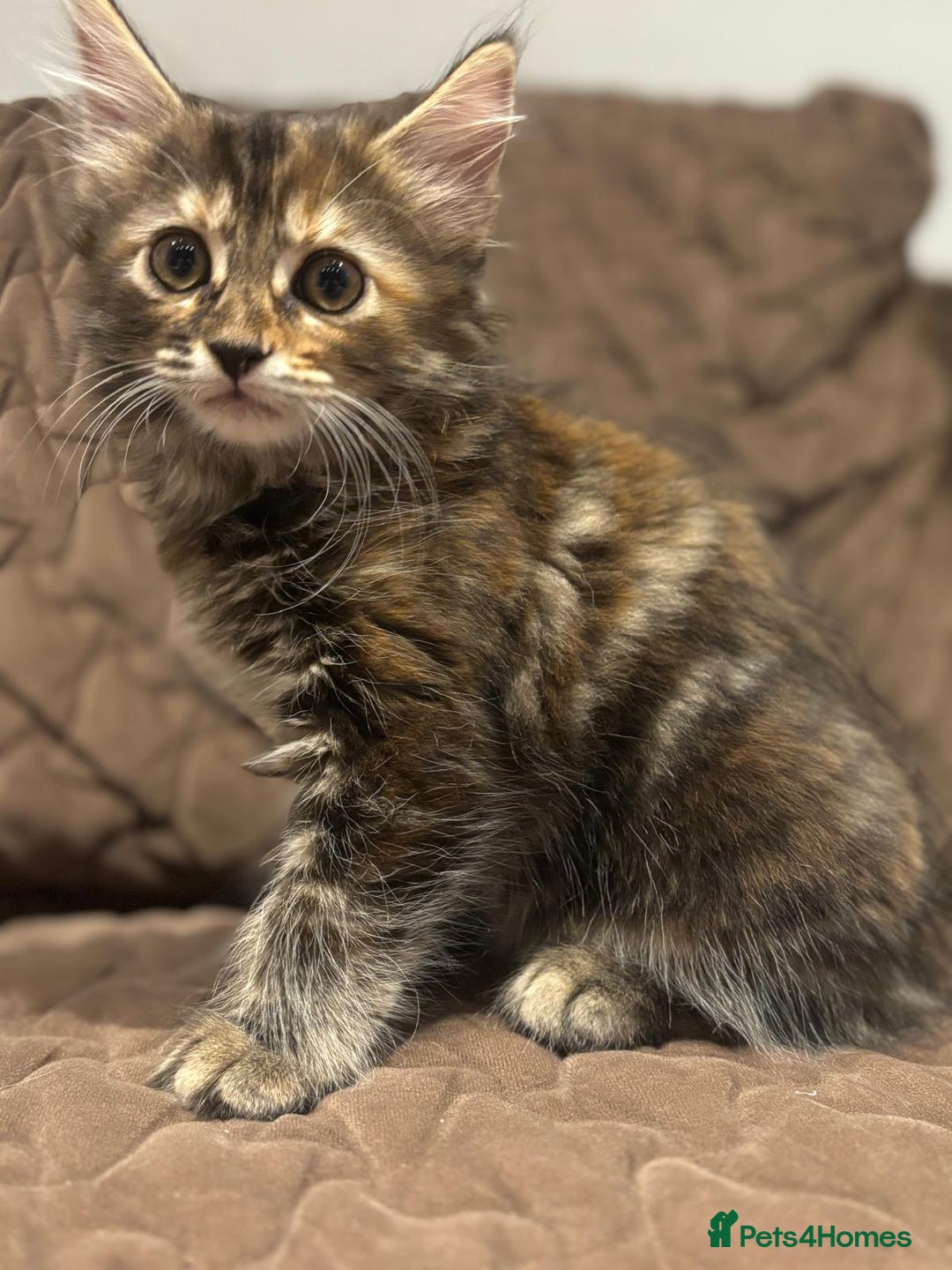 British Longhair cats for sale: Longhair for sale - Image 5