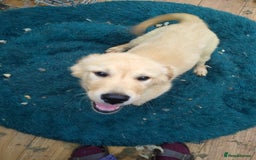 Golden Retriever dogs for sale: Wonderful,playful ,adventurous happy little furs😍 - Image 16