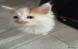 Mixed Breed cats for sale: Beautiful Calico Kittens - Image 23