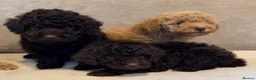 Miniature Poodle dogs for sale: 🐾 Gorgeous Miniature Poodle Puppies 🐾 in Ashford - Advert 8