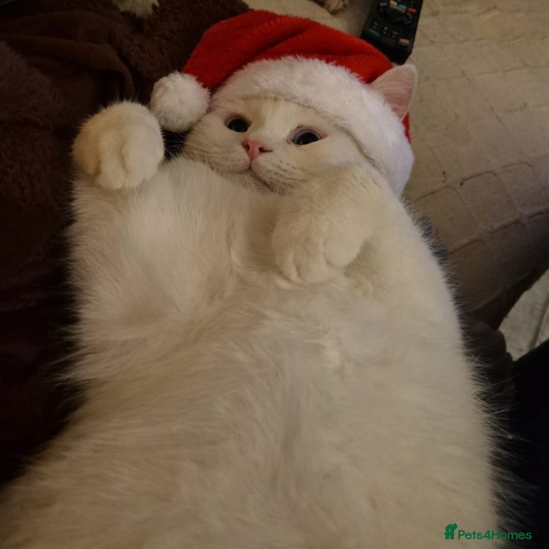 Mixed Breed cats for adoption: LENNON-MIX TURKISH ANGORA LIVELY BOY NEUTERED - Advert 10