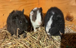 Guinea Pig rodents for sale: Trio of Teddy boys/boars/males - Image 3